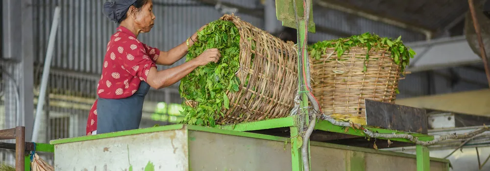 Green Leaf Sifting